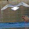 Steller-s-sea-lion-and-gull-2