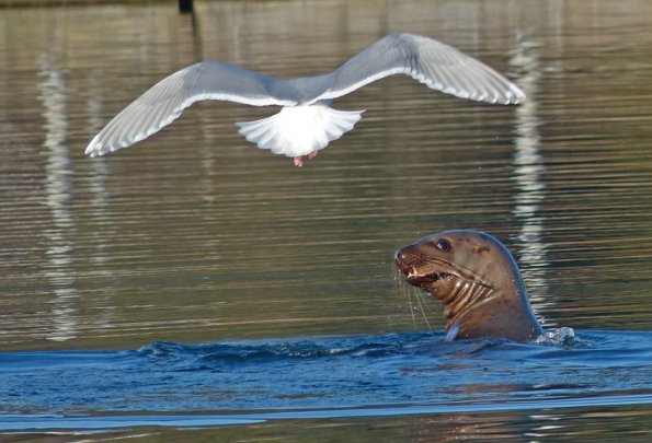 Steller-s-sea-lion-and-gull-2