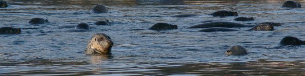 harbor-seal-group