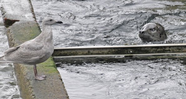 harbor-seal-looking-at-gull
