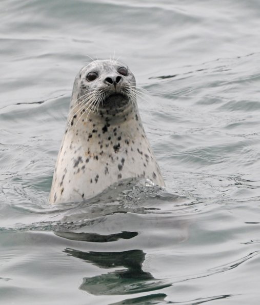 harbor-seal-looking