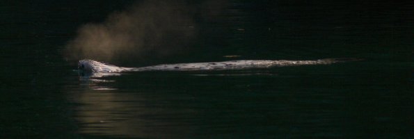 harbor-seal-taking-a-snooze
