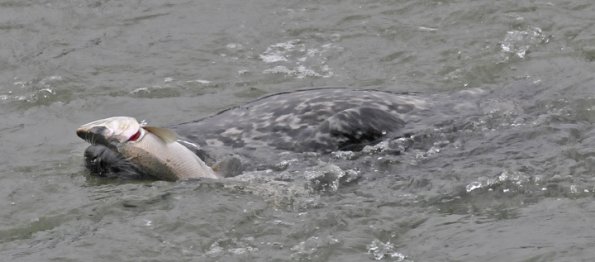 harbor-seal-with-salmon
