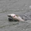 Harbor seal with salmon