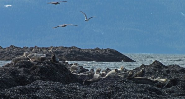 harbor-seals-at-point-bridget-3