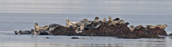 harbor-seals-at-pt-bridget-4