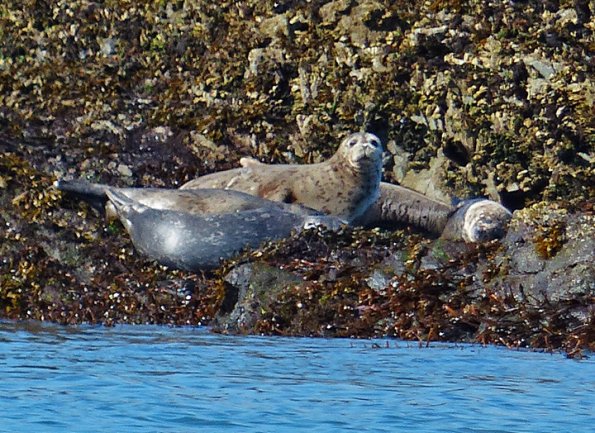 harbor-seals-resting-on-land