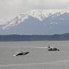 humpback whale, baby breaching