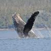 Humpback Whale breaching 1
