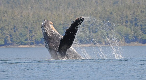 humpback-whale-breaching-1