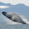 Humpback Whale breaching 2