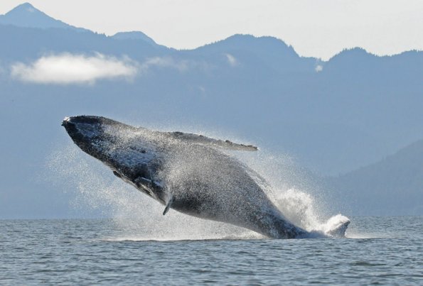 humpback-whale-breaching-2