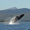 Humpback Whale breaching 3