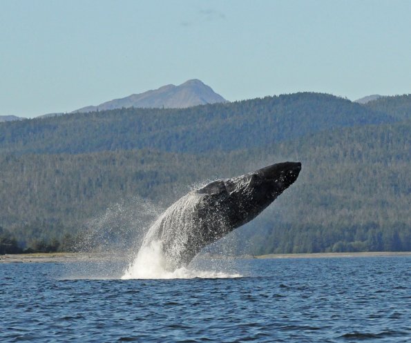 humpback-whale-breaching-3