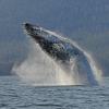 Humpback Whale breaching 4