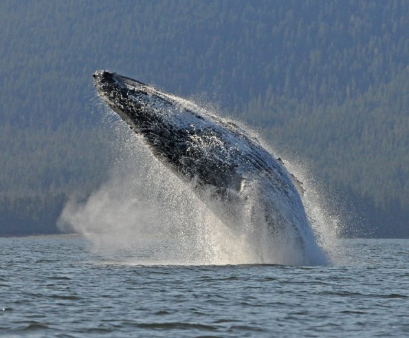 humpback-whale-breaching-4