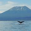 Humpback Whale, tail & Mt. Edgecumbe 1