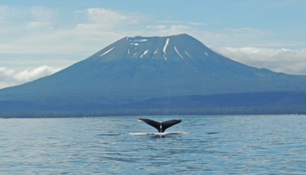 humpback-whale-tail-mt.-edgecumbe-1