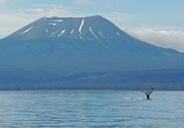 humpback-whale-tail-mt.-edgecumbe-2