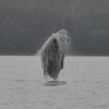Humpback Whale, young one breaching