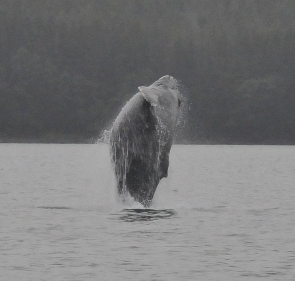humpback-whale-young-one-breaching
