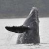 Humpback Whale, young one