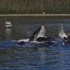 Humpback Whales bubblenet feeding 1