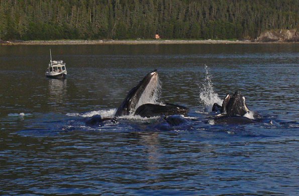 humpback-whales-bubblenet-feeding-1