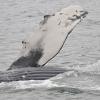 Humpback Whales, fin