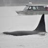 Killer Whale and boat