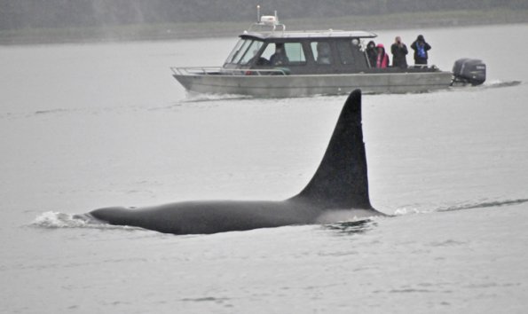 killer-whale-and-boat