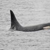 Orca 2