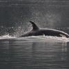 Orca