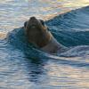Sea Lion with colors