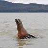 Steller's sea lion, looking Berner's Bay