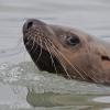 Steller's sea lion, really close, Berner's Bay