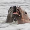 Steller's sea lions, dueting, Berner's Bay