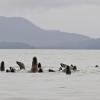 Steller's sea lions, looking Berner's Bay