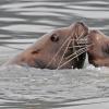 Steller's sea lions, touching, Berner's Bay