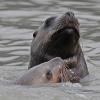 Steller's sea lions, up close, Berner's Bay