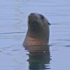 Steller Sea Lion, Auke Bay, Juneau, Dec. 31