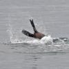 steller sea lion diving