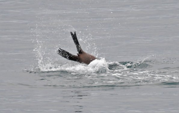 steller-sea-lion-diving