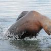 steller-sea-lion-leaping-modified