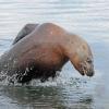 steller sea lion leaping 