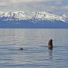Steller Sea Lion looking with Chilkat Mts