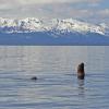 steller-sea-lion-looking-with-chilkat-mts