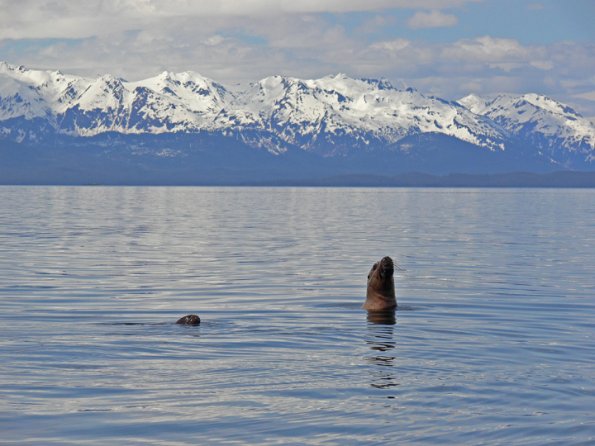 steller-sea-lion-looking-with-chilkat-mts