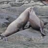 Steller sea lions, 2, near Stikine River