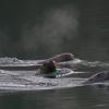 Steller Sea Lions, Auke Bay harbor, Juneau, Dec. 31